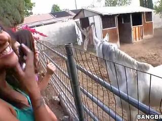 Gà con sự nịnh hót tại các ngựa trang trại mov